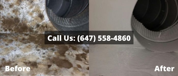 Mold Removal and Inspection in Ajax