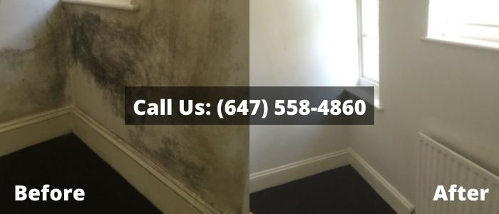 Mold Removal and Inspection in Bathroom