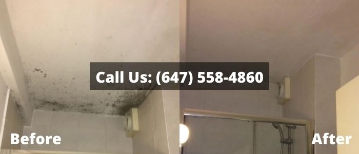 Mold Removal and Inspection in Ceiling
