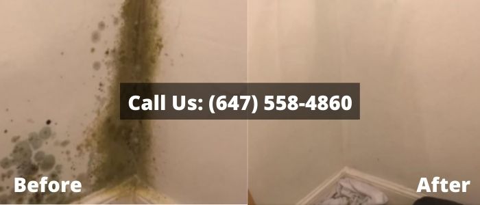 Mold Removal and Inspection in Crawl Space