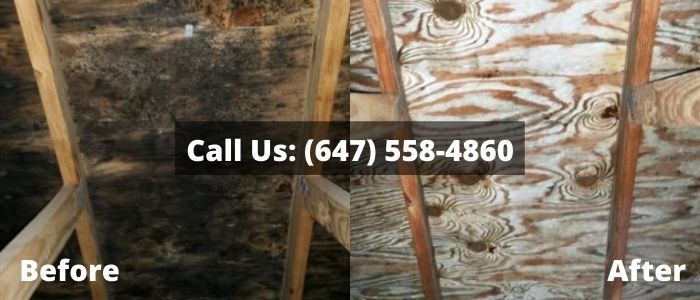 Mold Removal and Inspection in Drywall