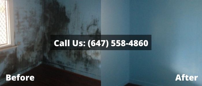 Mold Removal and Inspection in House