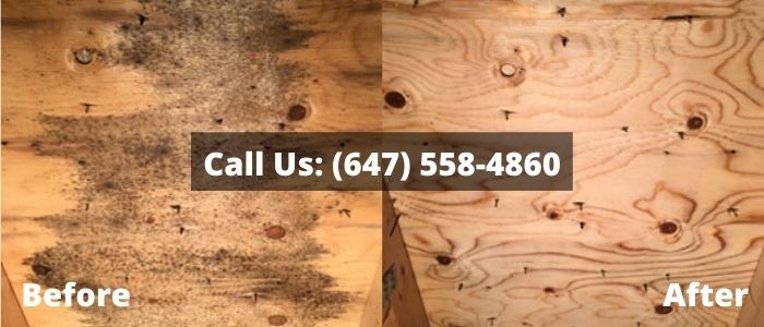 Mold Removal and Inspection in Aurora