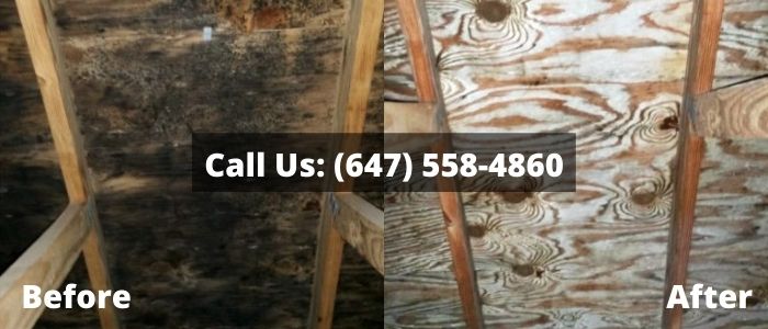 Mold Removal and Inspection in Brampton