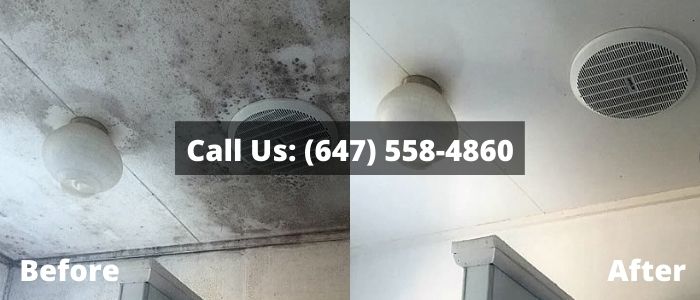 Mold Removal and Inspection in Brock