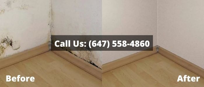 Mold Removal and Inspection in Grimsby