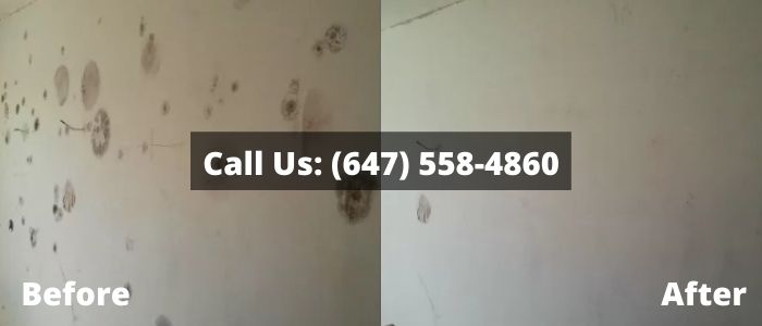 Mold Removal and Inspection in Halton Hills
