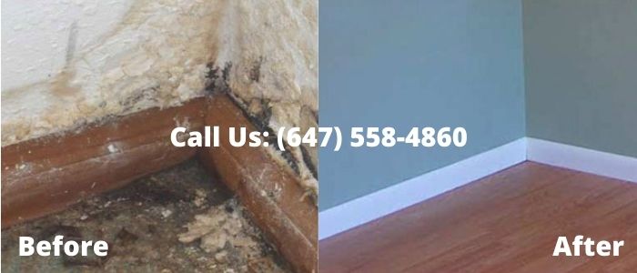Mold Removal and Inspection in Mississauga