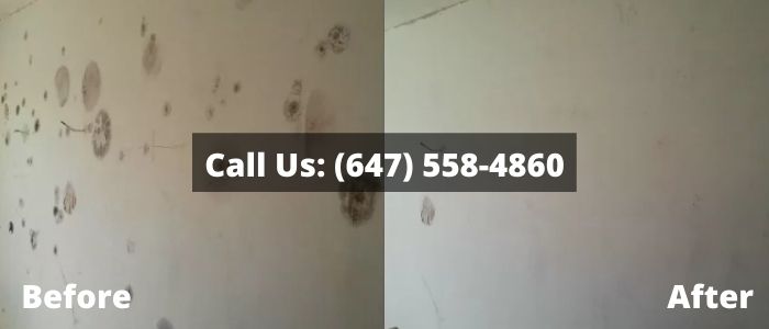 Mold Removal and Inspection in Mono