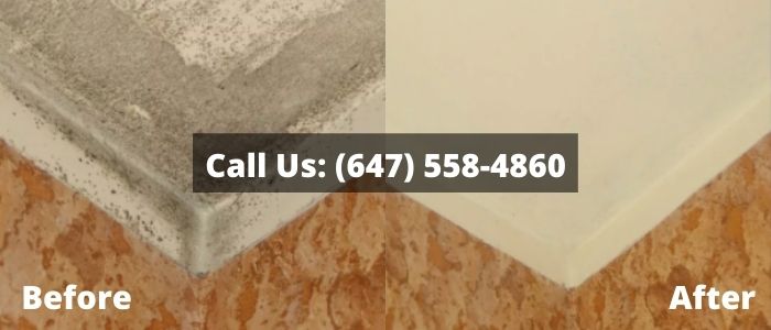 Mold Removal and Inspection in Oshawa