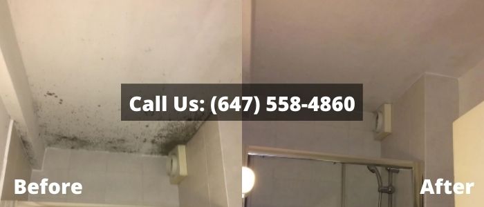 Mold Removal and Inspection in Stouffville