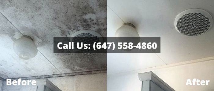 Mold Removal and Inspection in Whitby