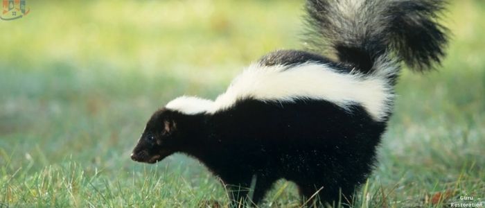 How Long Does Skunk Smell Last