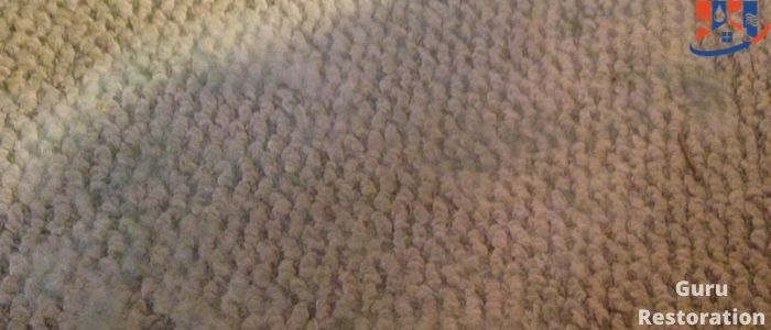 How To Get Rid Of Mold In Carpet